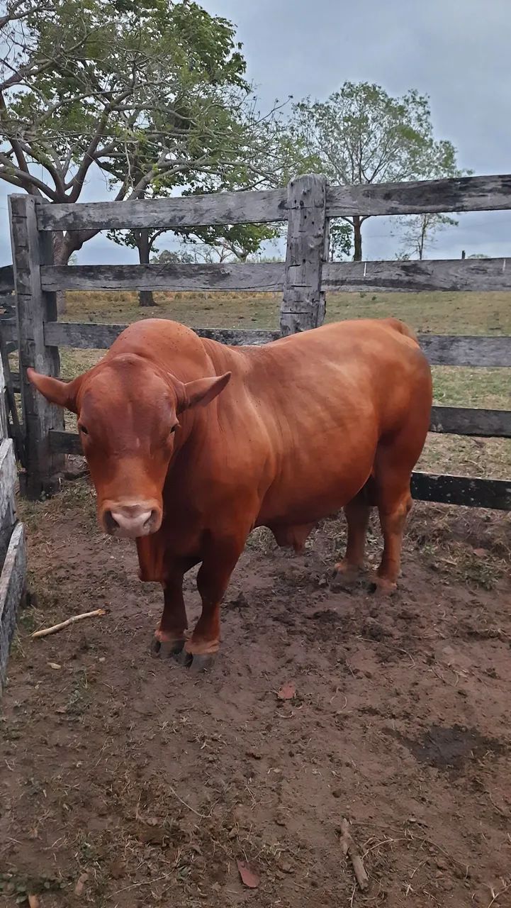 Touro Senepol PO - Foto 2