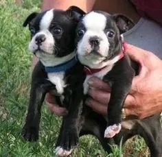 Boston Terrier