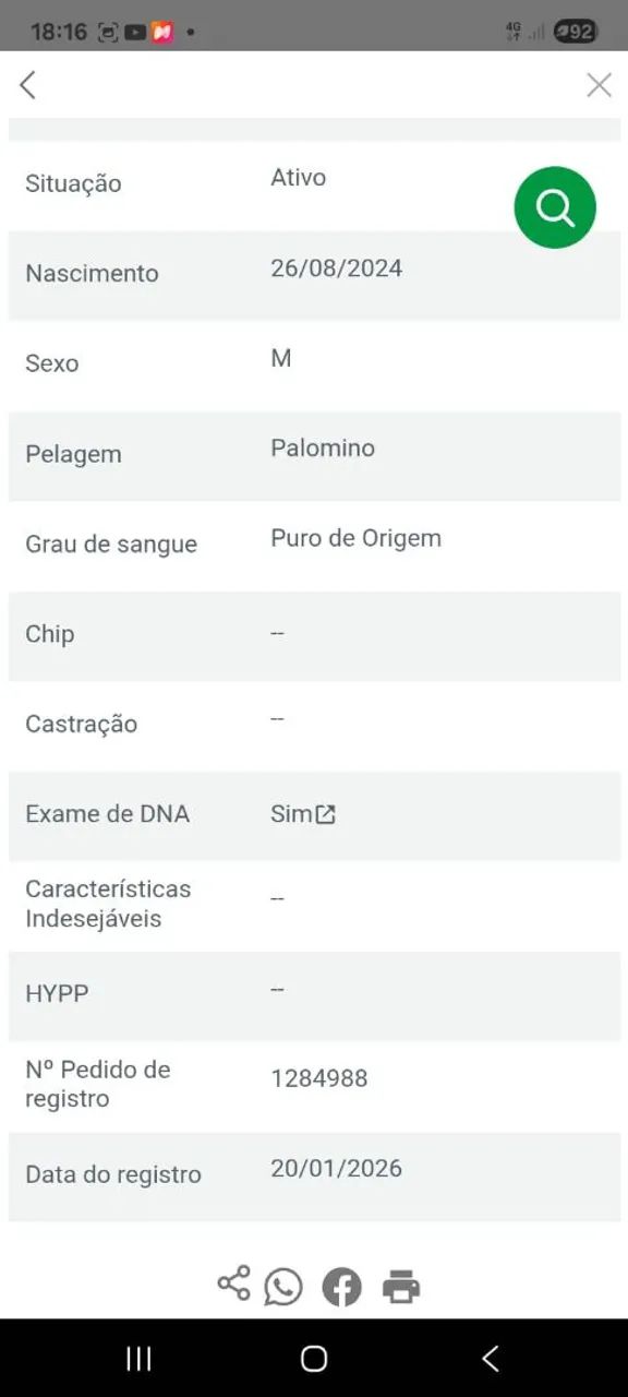 Vendo potro com documento.20 mil - Foto 5