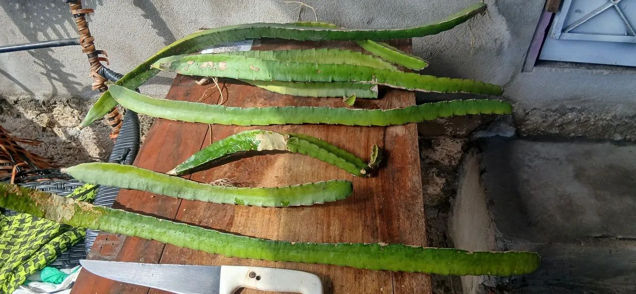 Muda de.pitaya 10  - Foto 3