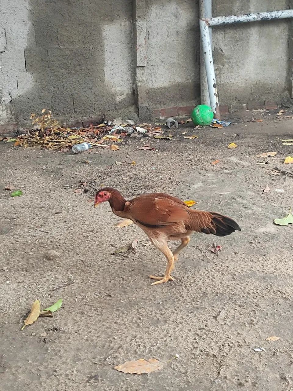 Frangas de raça  - Foto 2