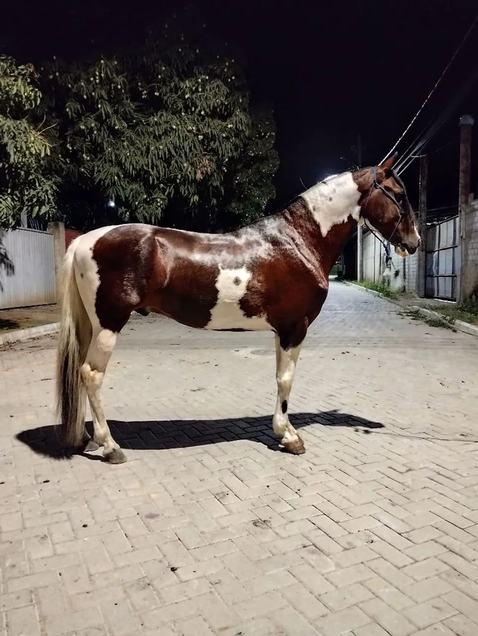 Maga larga machador pampa de castanho 