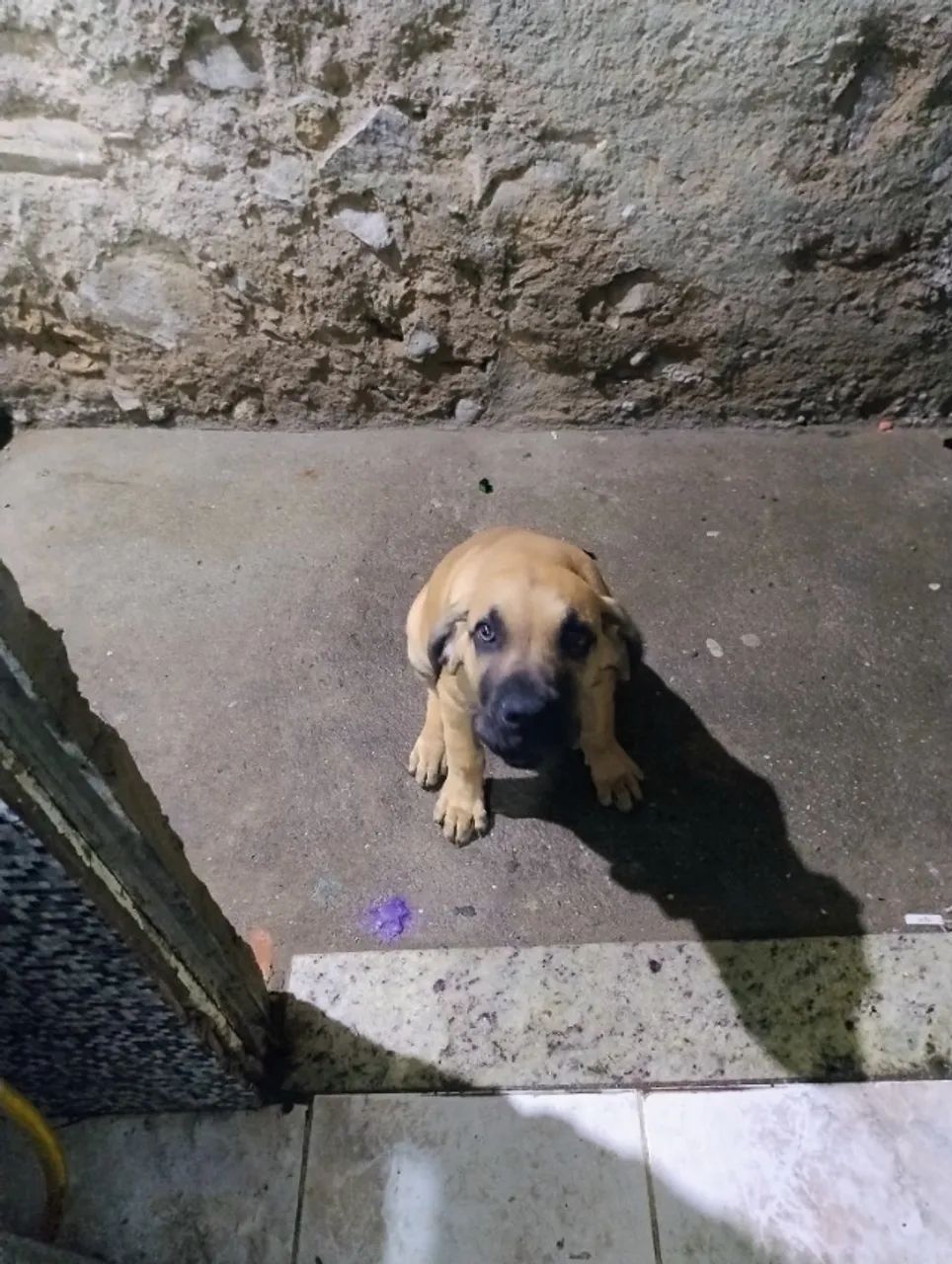 Fila brasileiro 