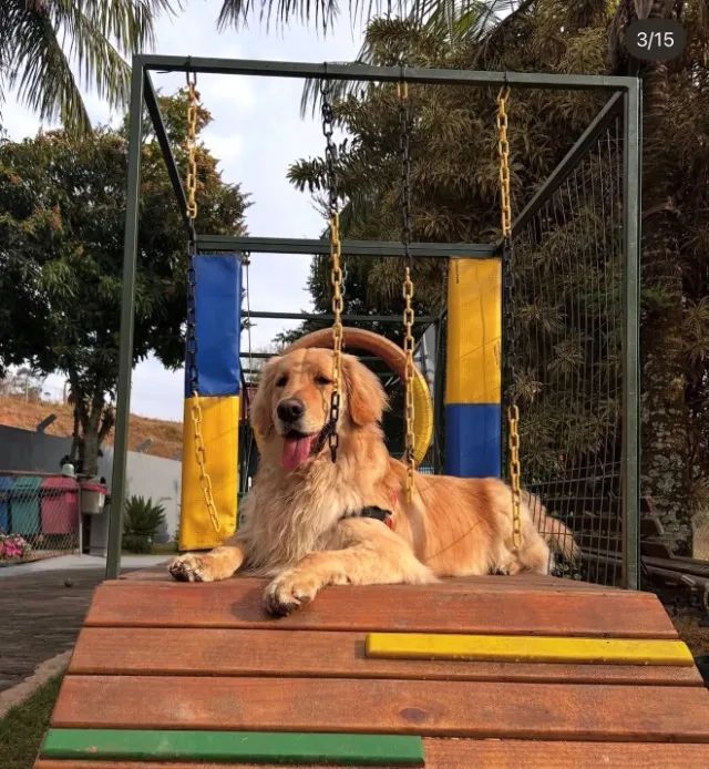 Cachorro  - Foto 2