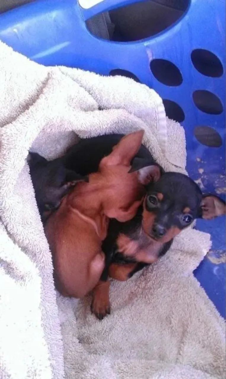 Pinscher - Foto 2