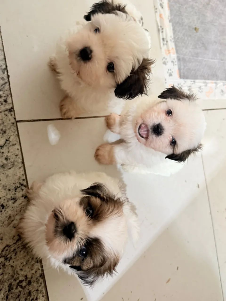 shih tzu - Foto 3