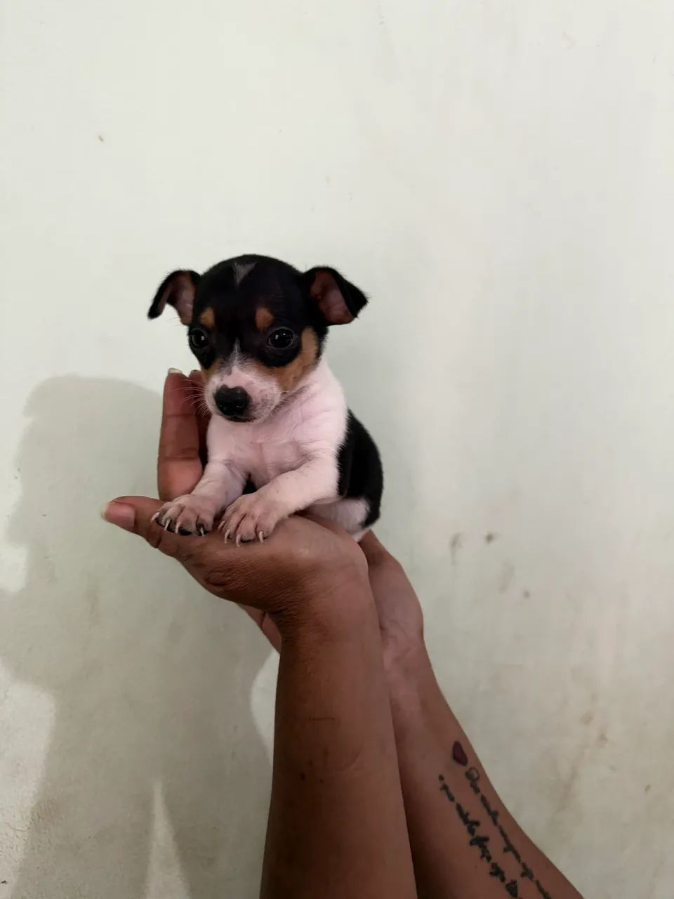 Bonequinho  - Foto 2