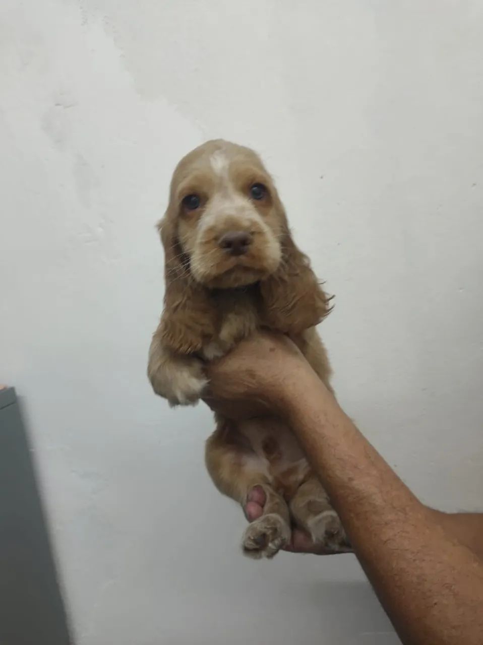 Cocker Spaniel Inglês macho dourado