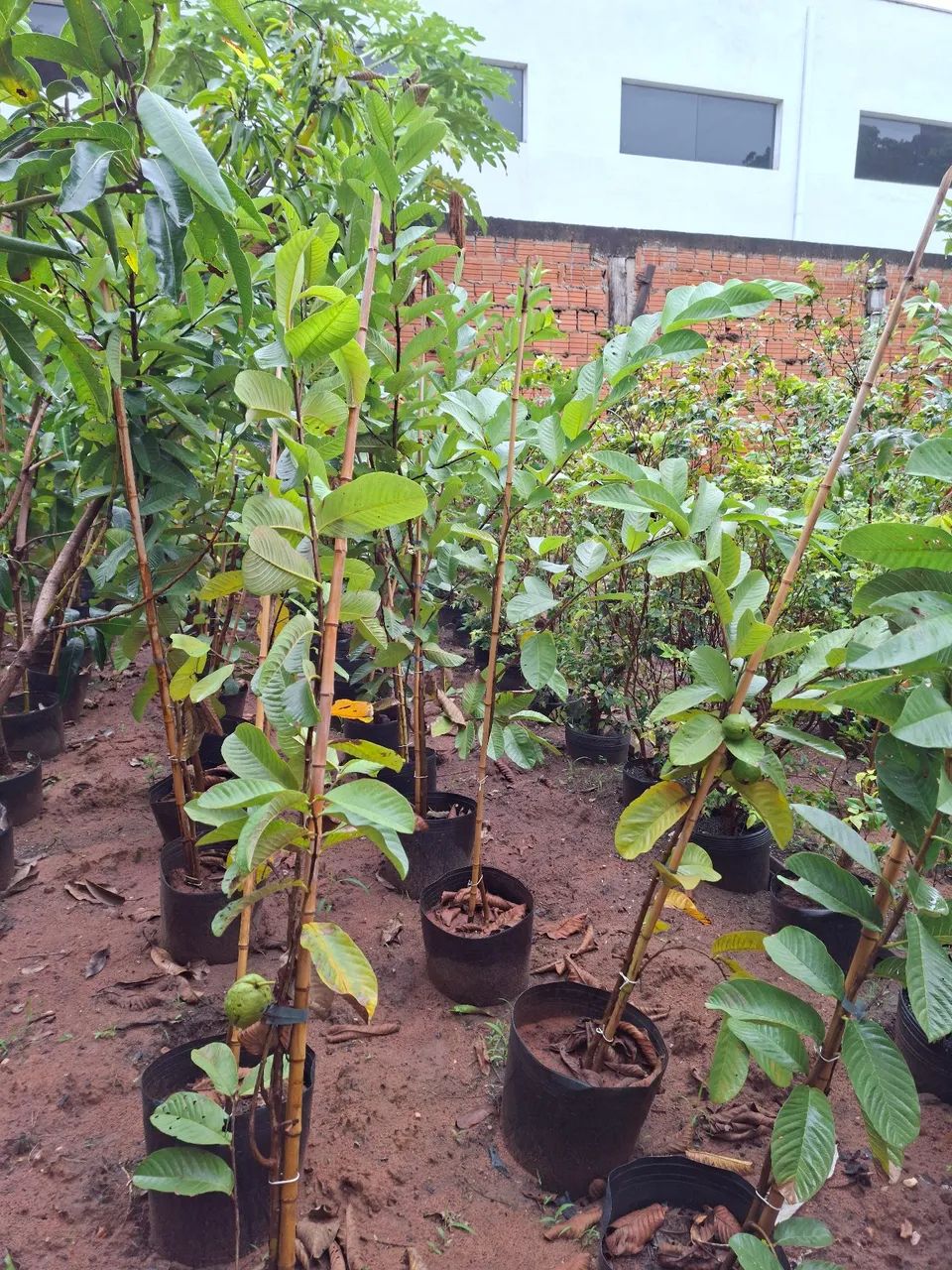 Goiaba tailandesa 
