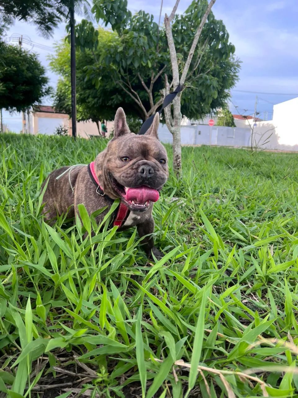 Buldogue Francês reprodutor #oportunidade