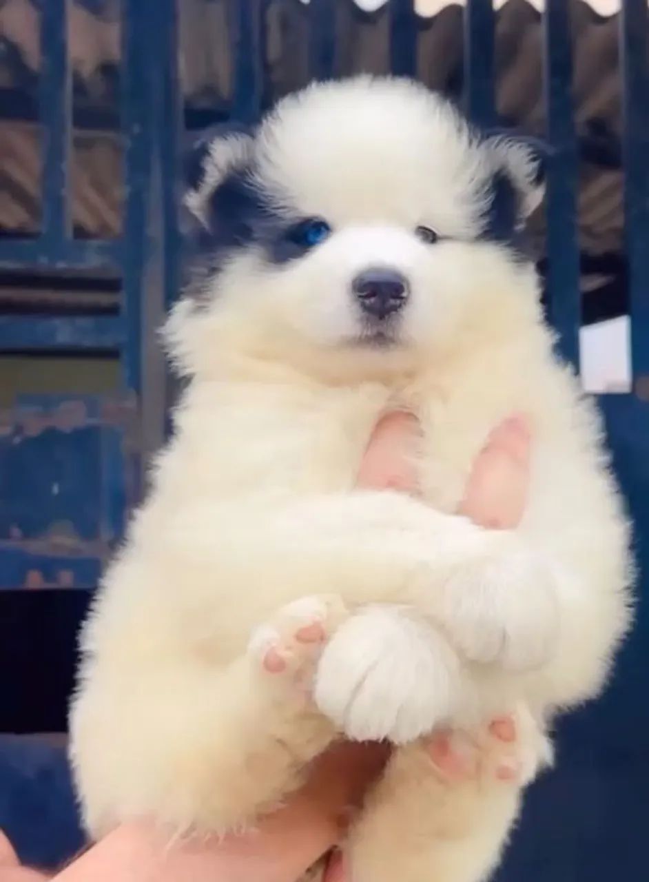Husky siberiano  - Foto 5