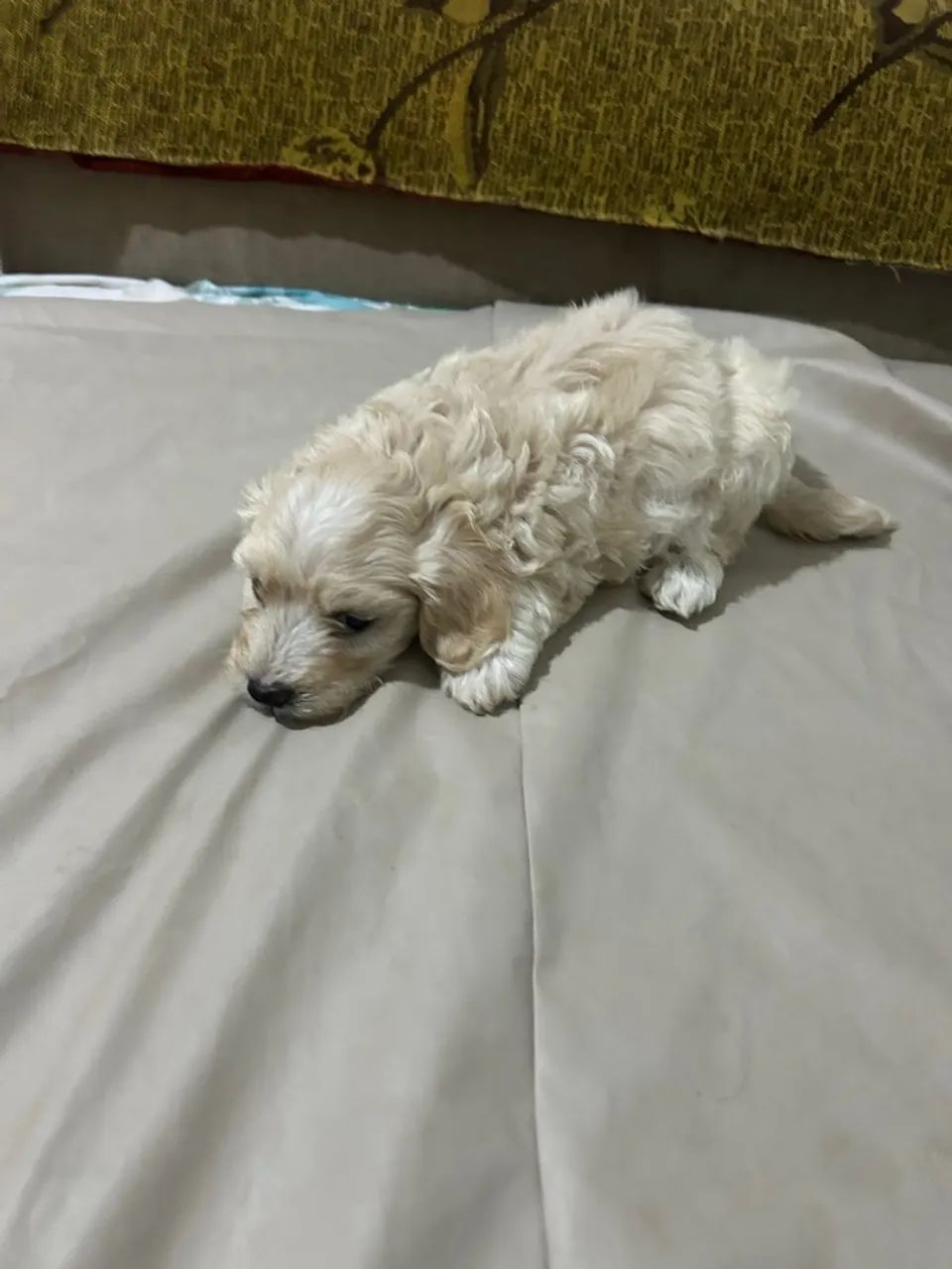Cachorro  - Foto 3