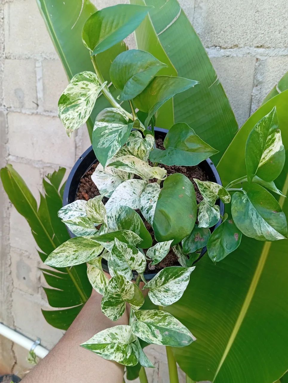 Planta para sombra de fácil cultivo 