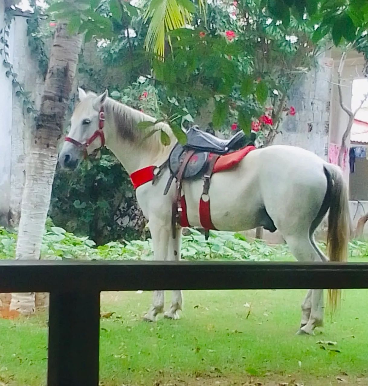 Vendo cavalo  - Foto 3