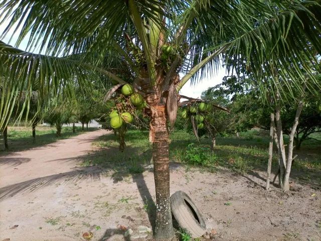 CHACARA EM SAO JOSE - Foto 2