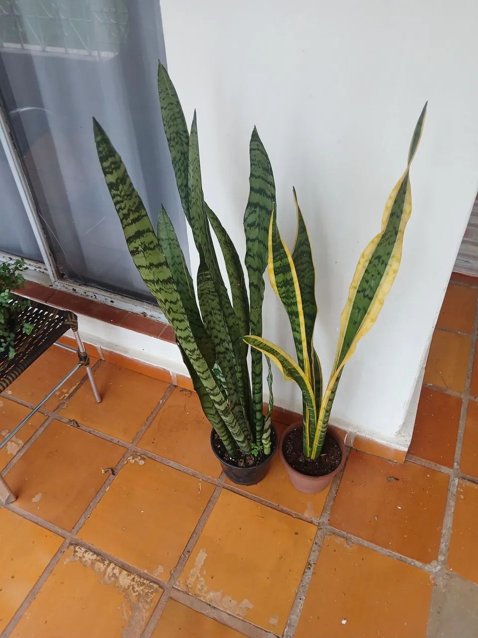 VASOS DE PLANTAS - Foto 5