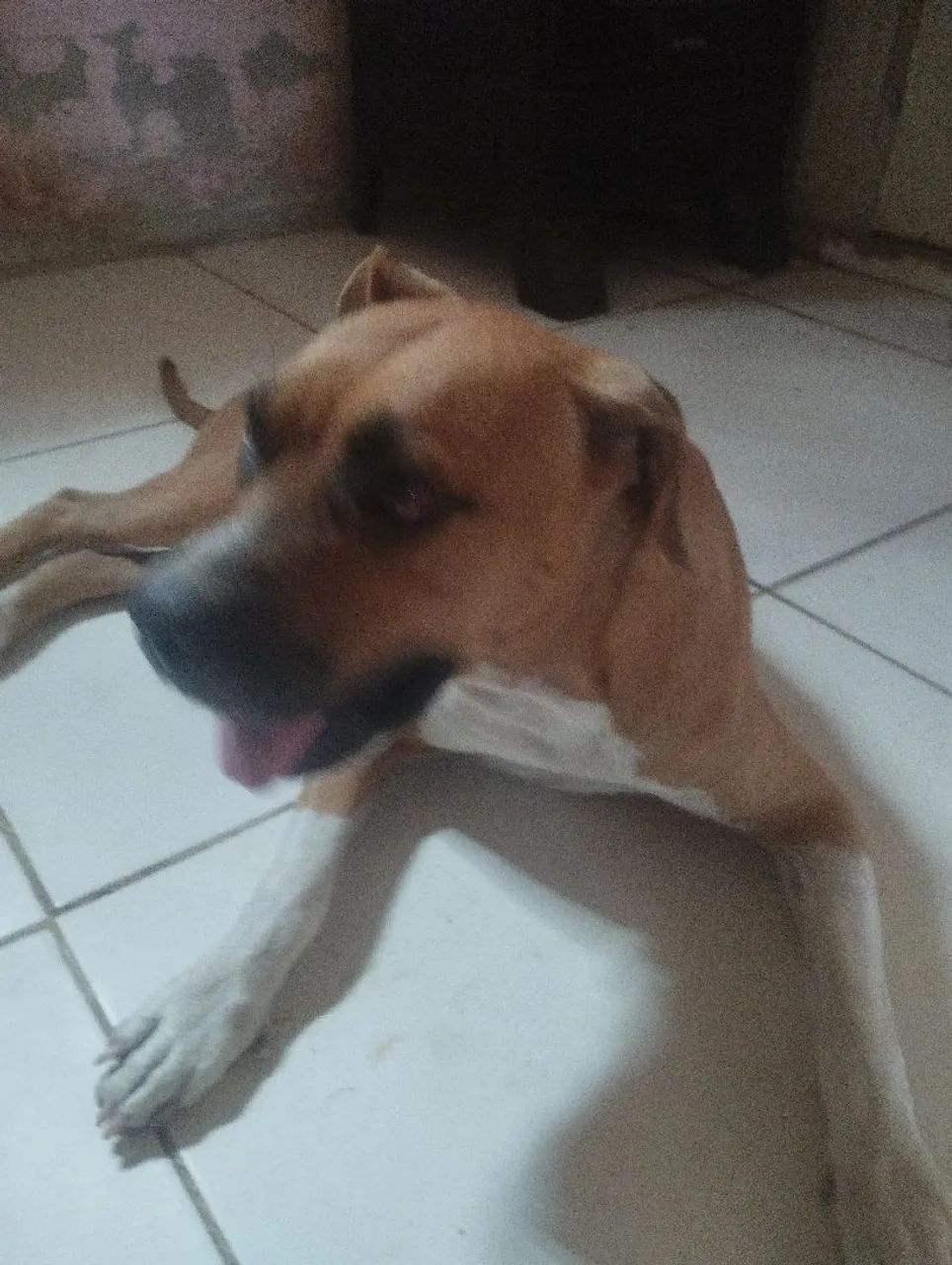 Vendo Pitbull nova - Foto 3