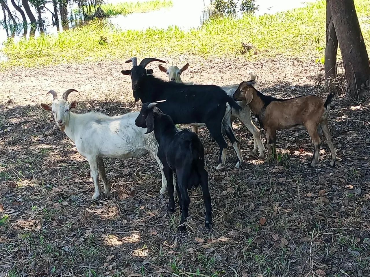 Bode cabras e cabritos - Foto 2
