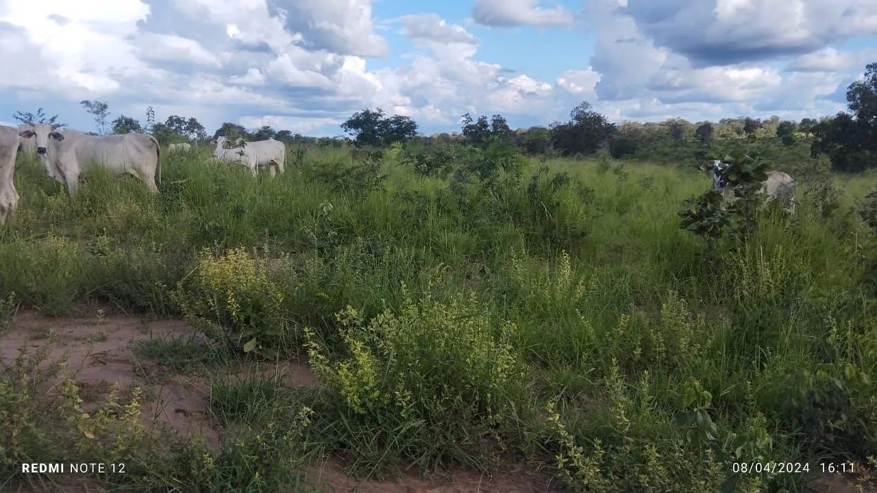 Vendo uma fazenda 
