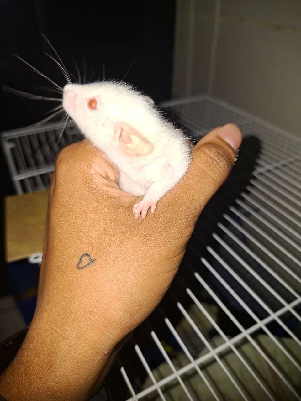 rato Twister  - Foto 3