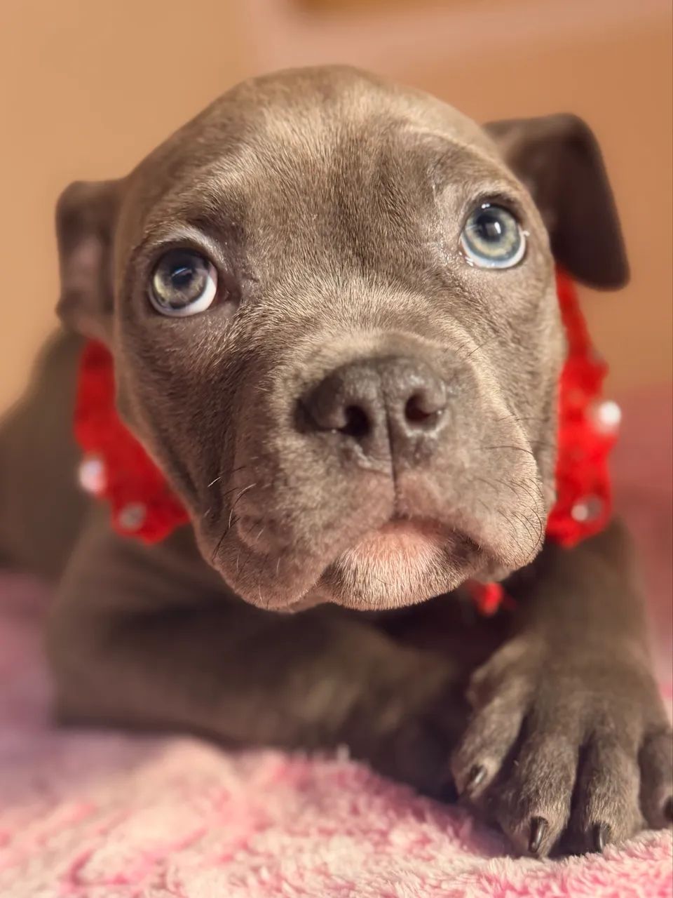 American bully - Cinza disponível 