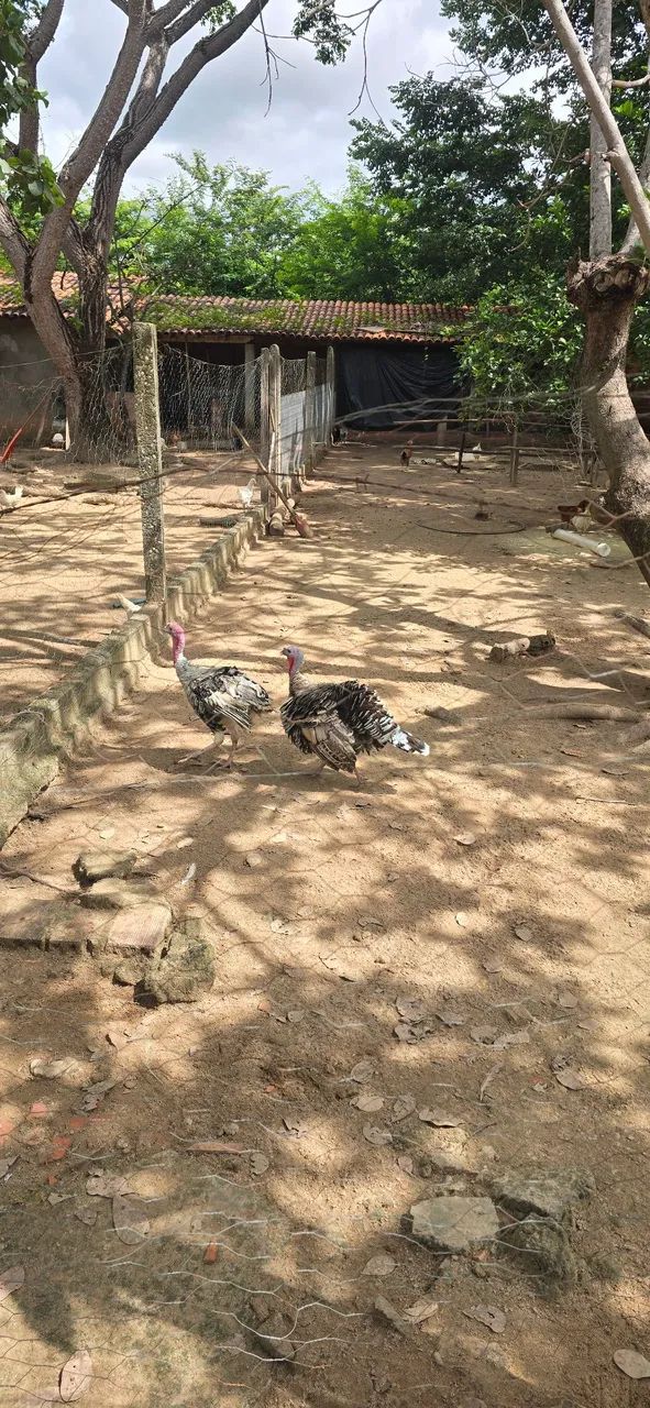 Vende-se Peru e galinha/frango Caipira - Foto 5