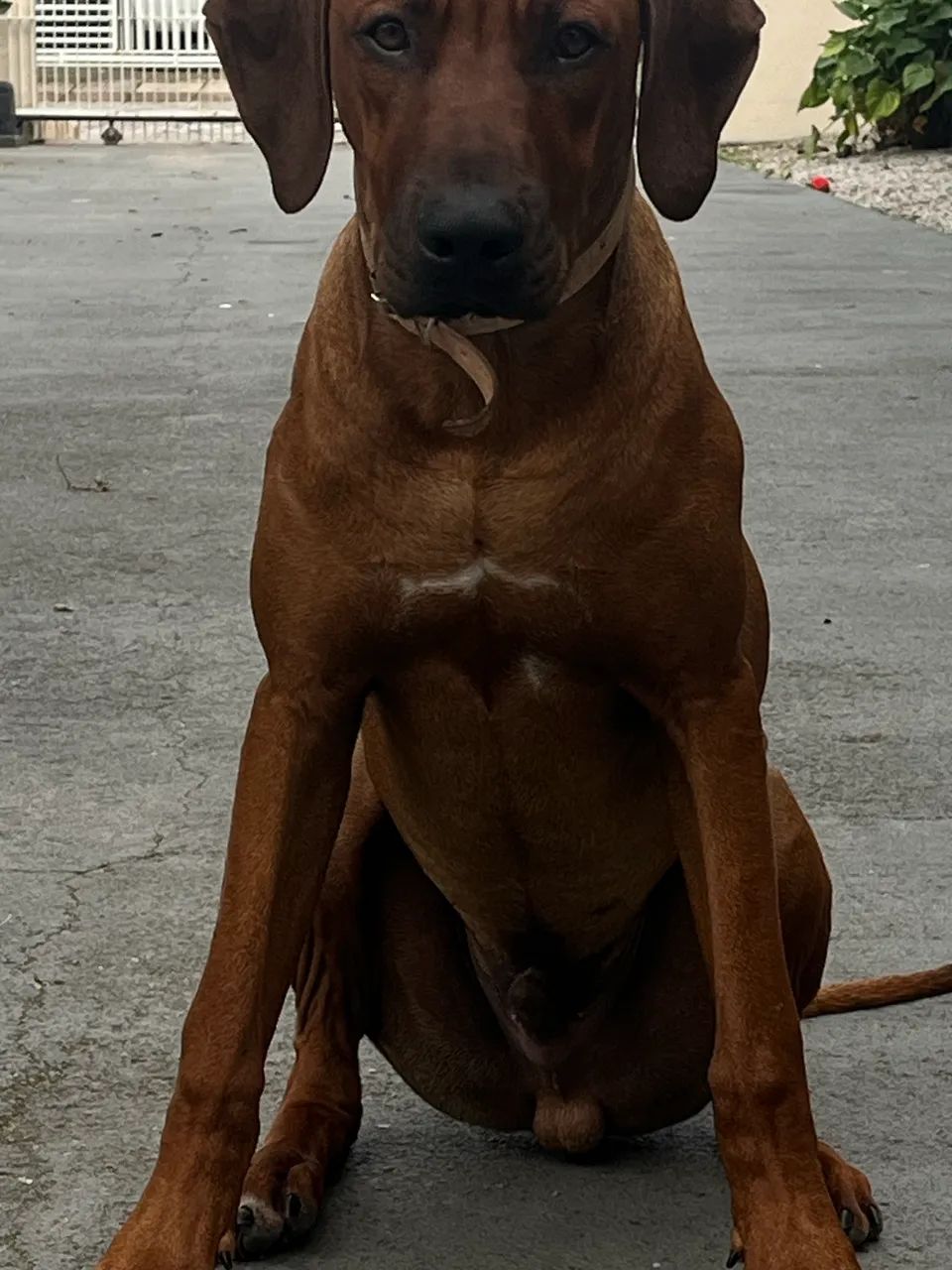 Cachorro Rhodesian ridgeback 