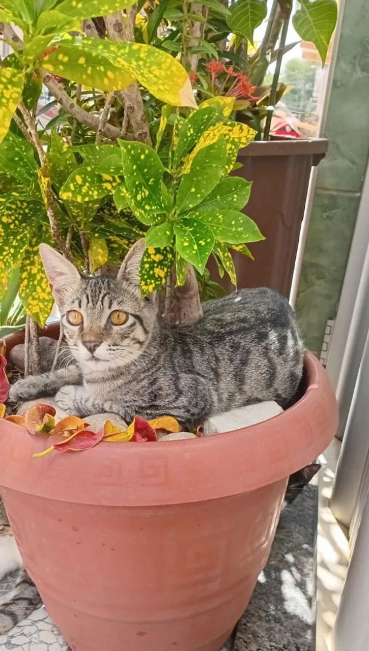 Gato  - Foto 3