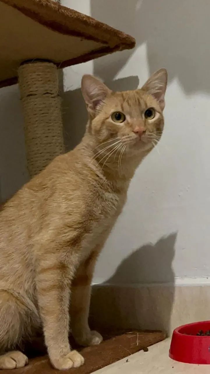 Adote o Stuart  - Foto 3