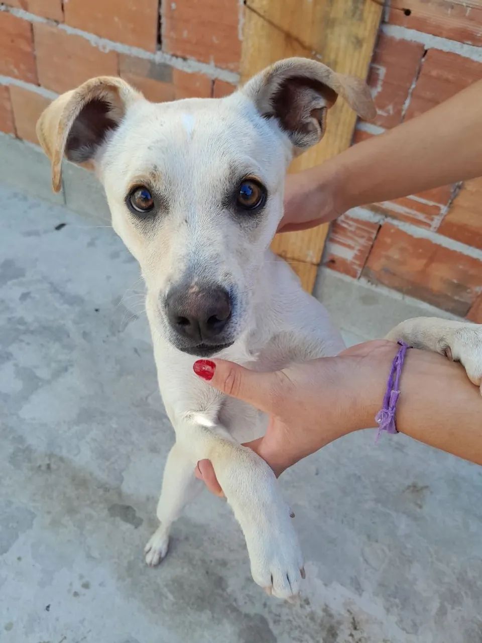 ?Doa-se cachorrinha? - Foto 4