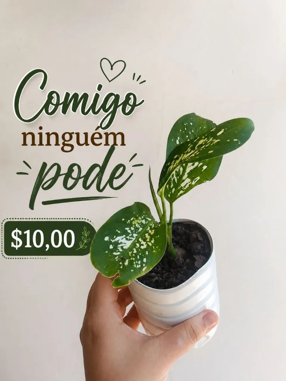 Plantas e cactos  - Foto 2