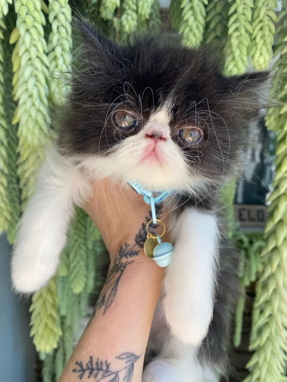 Gato Persa - Foto 4