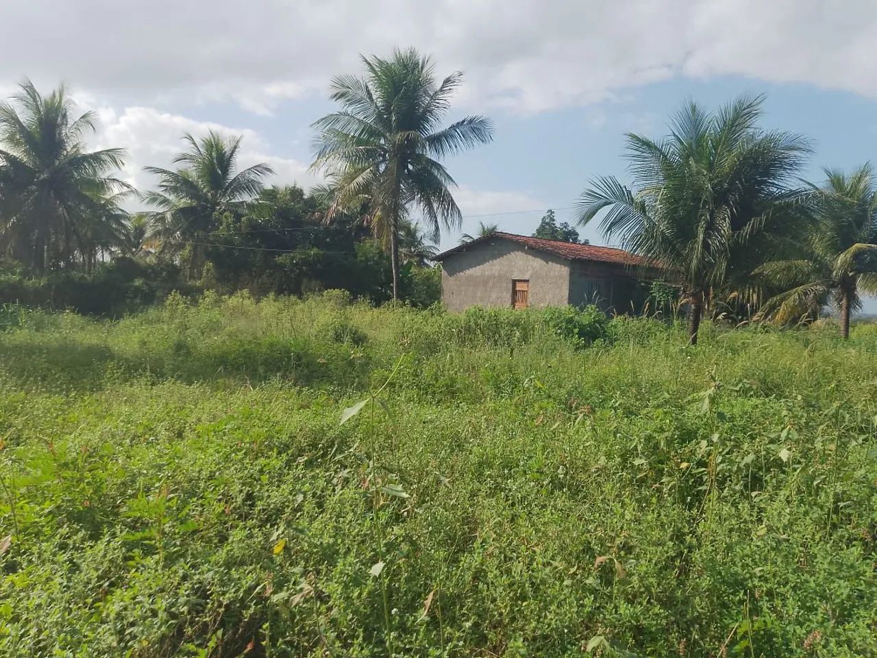 Terreno com árvores de frutas é casa grande.