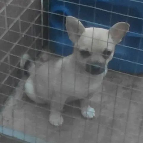 Chihuahua  - Foto 2