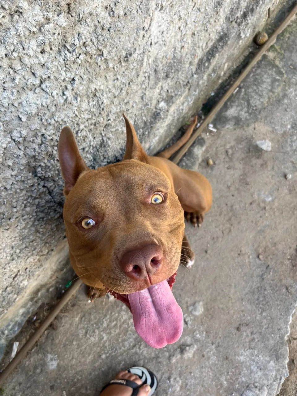 PITBULL  - Foto 3