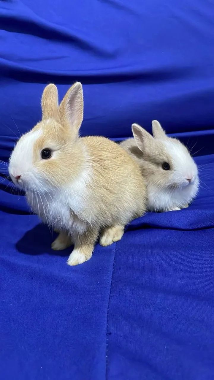 Lindos filhotes de mini coelho