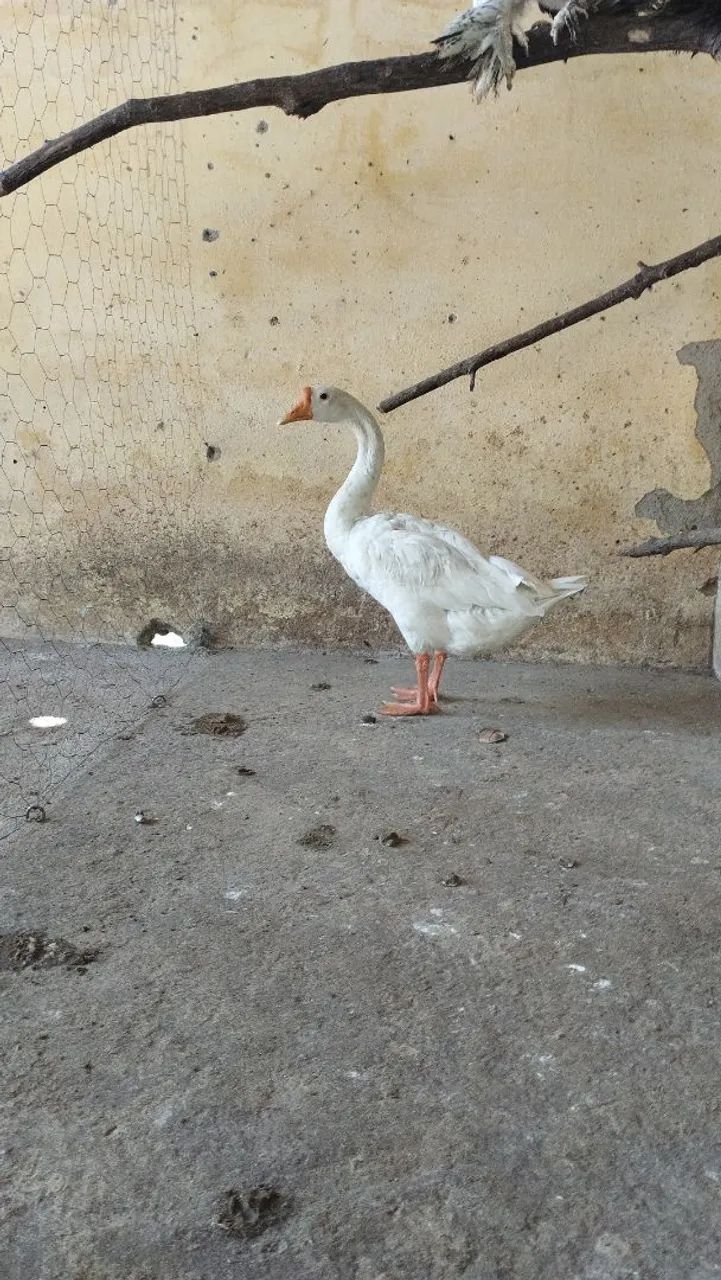 Vendo frango de ganso macho - Foto 3