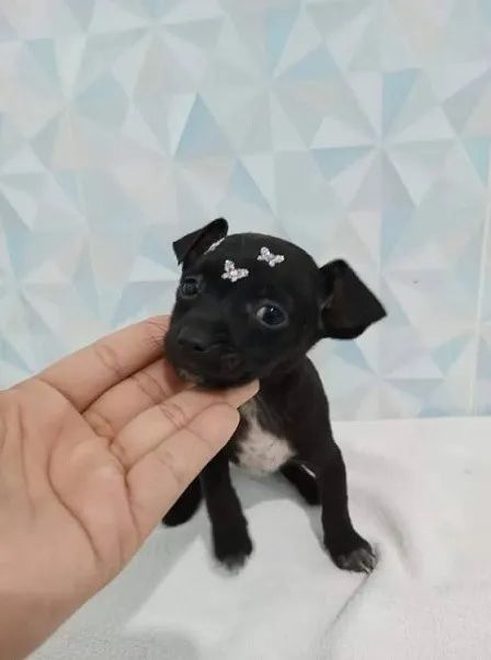 pinscher x fox  - Foto 2