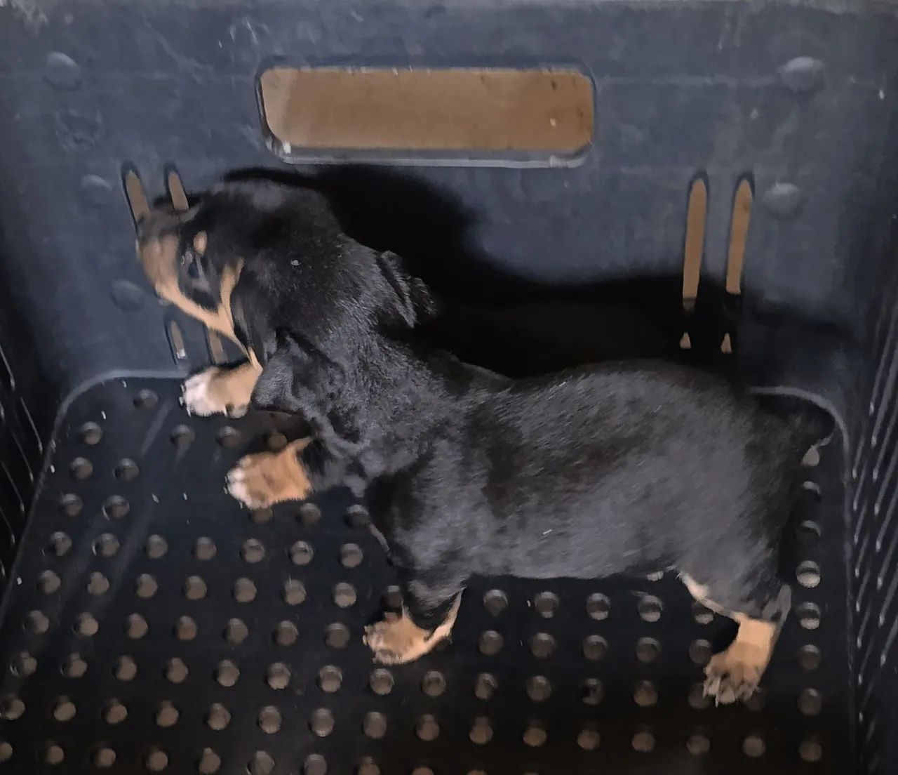 Pinscher miniatura - Foto 4