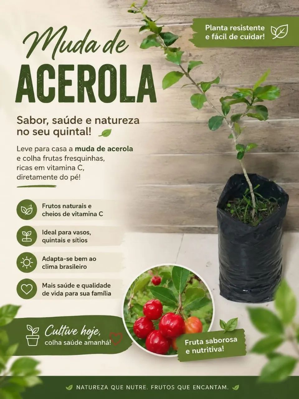 Mudas de Acerola 