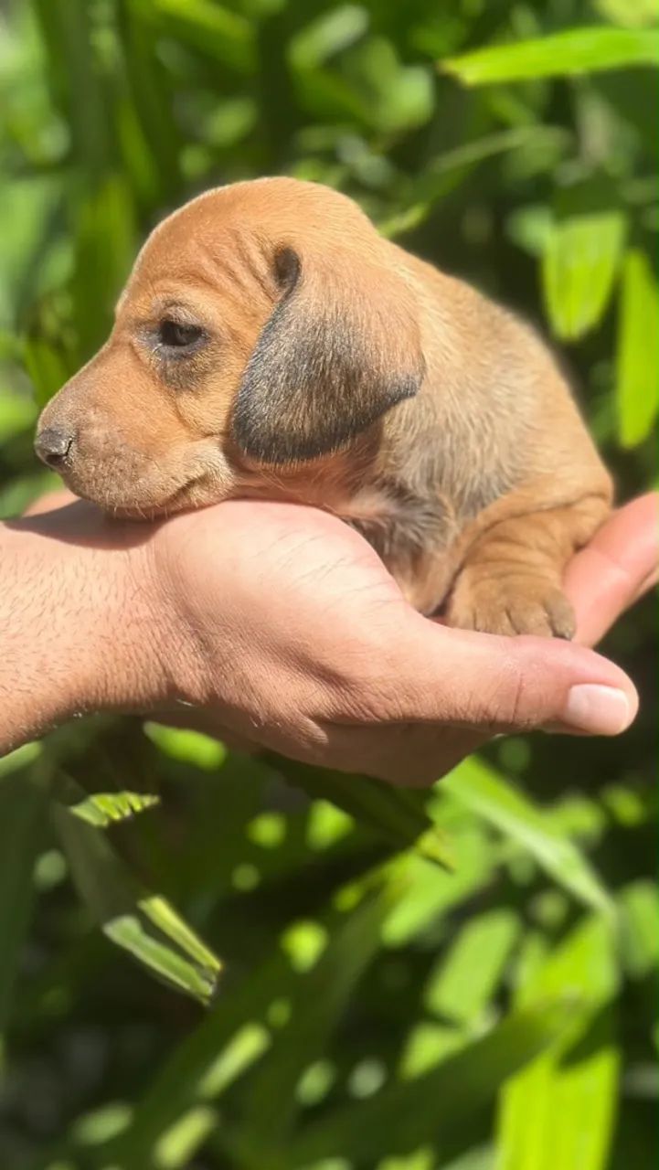 Cachorrinho salsicha - Foto 5