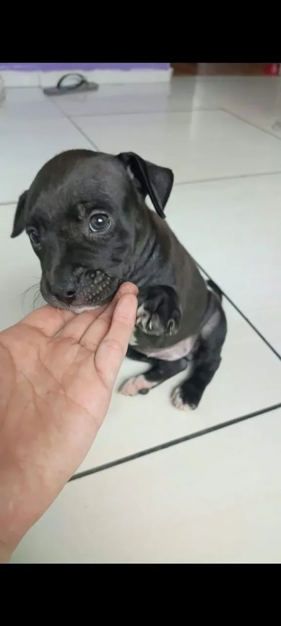 Filhotes American bully  - Foto 4