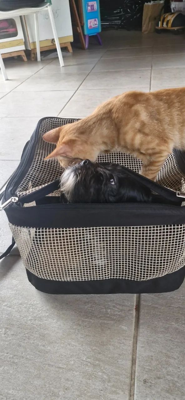 Bolsa De Transporte Sao Pet Aéreo / Terrestre Para Pets 36x33x23