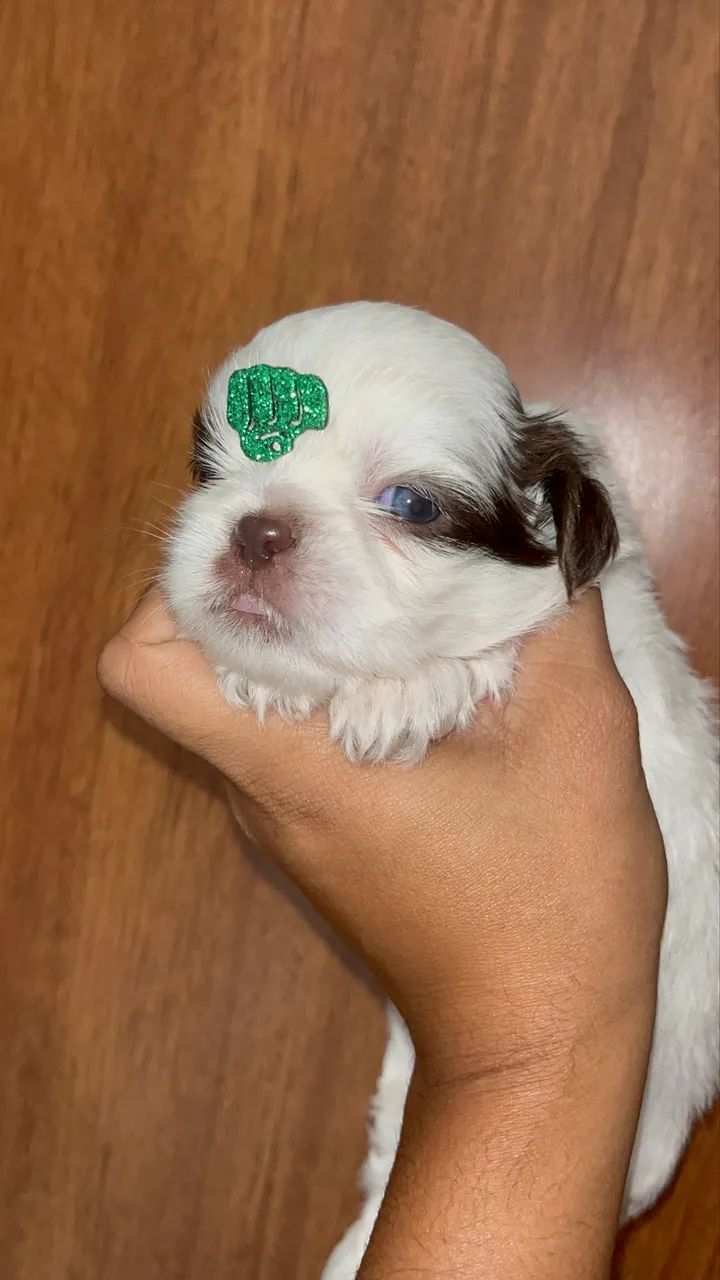 Shih tzu macho - Foto 4