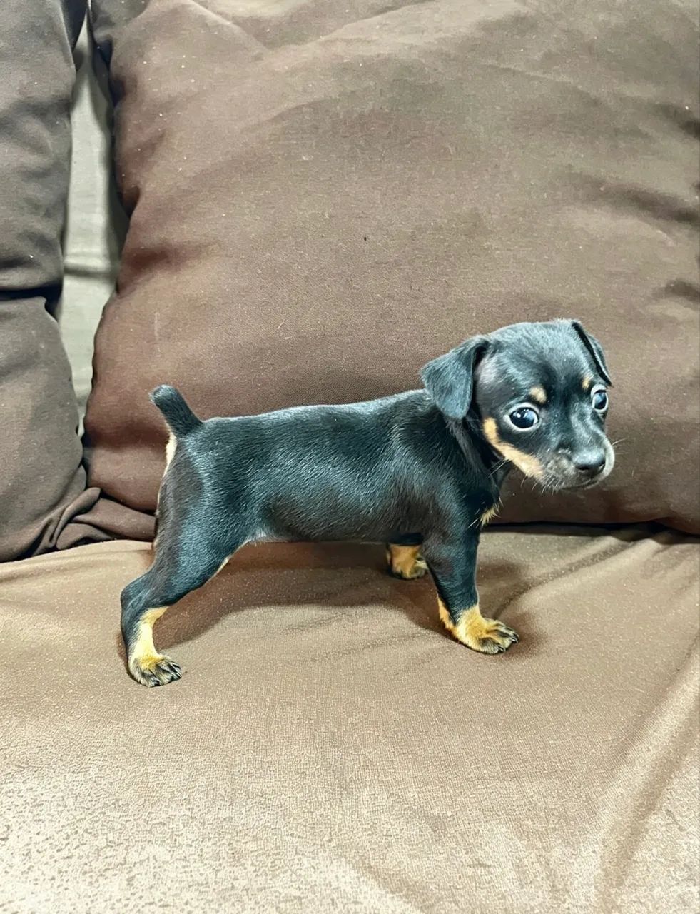 Filhote de pinscher