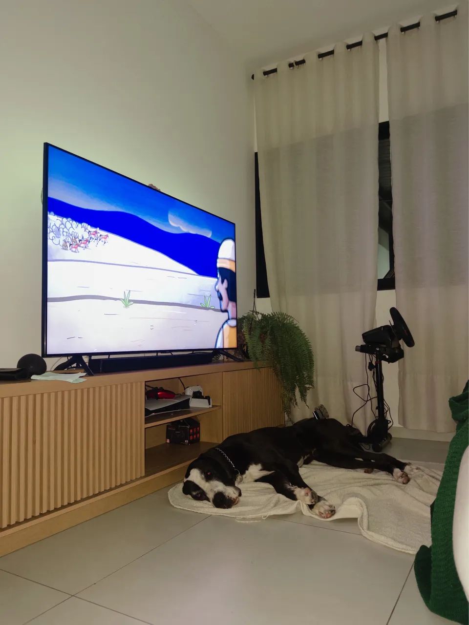 Dog Alemão- adoção responsável 