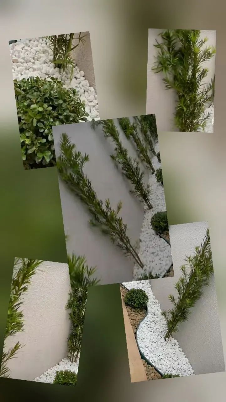 Casa das plantas  - Foto 2