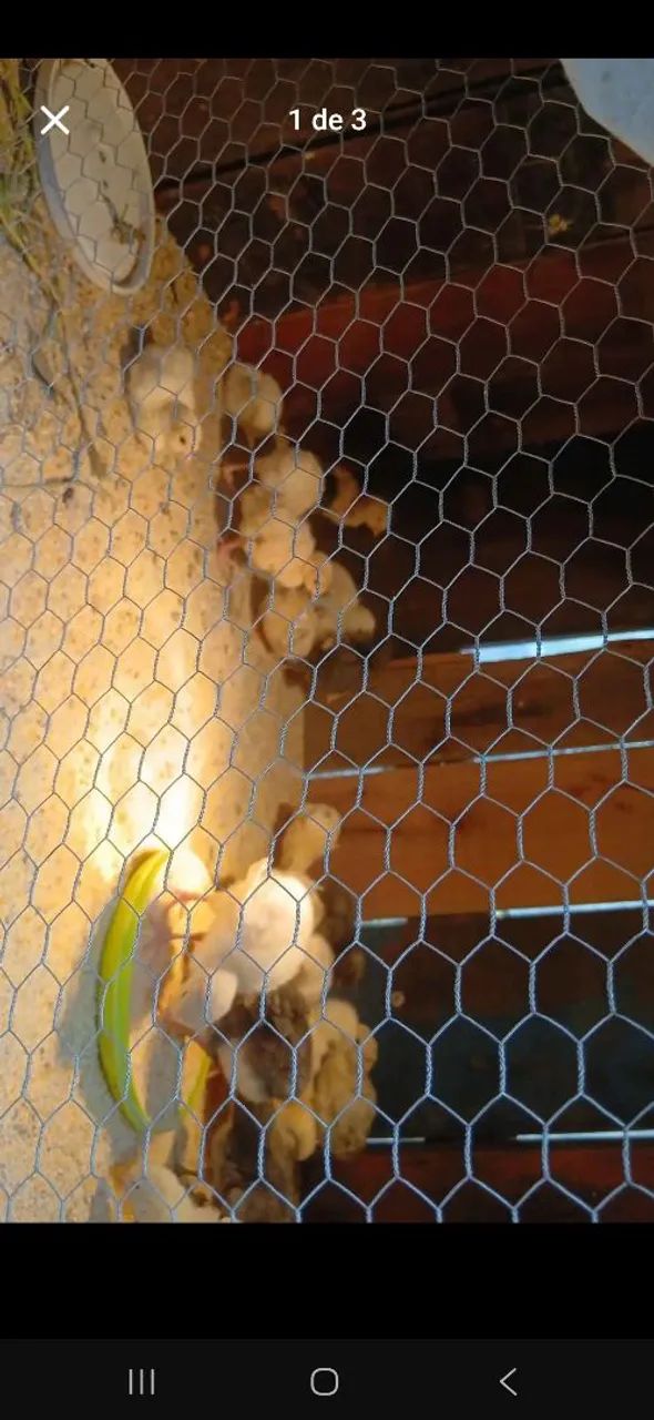 Vendo pintinhos 
