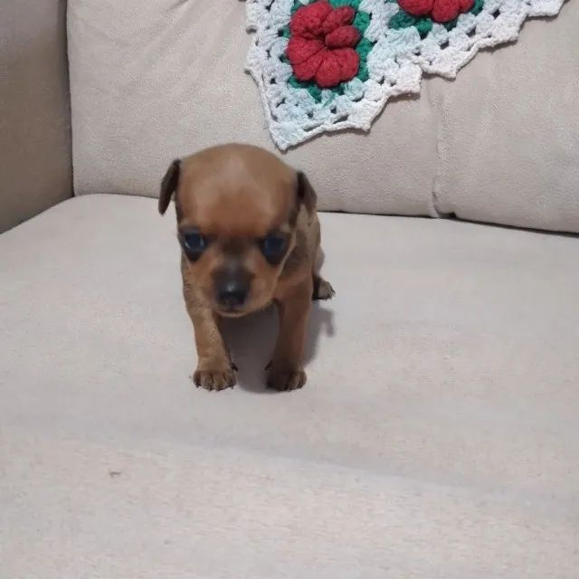 Pincher fêmea  - Foto 6