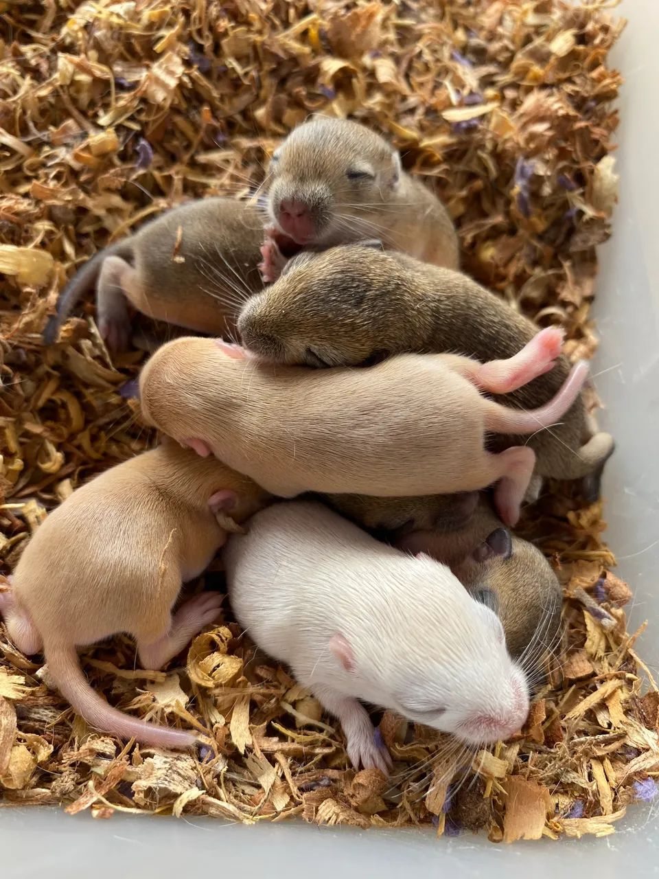 Filhotes de Gerbil/Esquilo da Mongólia  - Foto 4